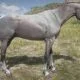 Rose gray bay arabian horse