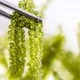 Sea Grapes