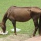 Best horse feed for weight gain