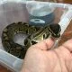 Snake Terrariums