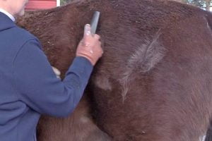 The Best Horse Brushes