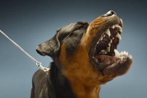 stop dog barking at night