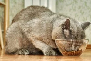 Best cat food for indoor cats