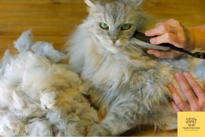 How to groom a long-haired cat