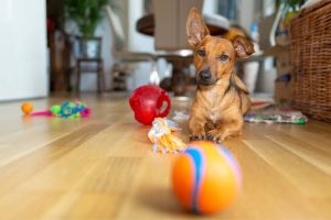 Indoor games to play with your dog