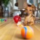 Indoor games to play with your dog