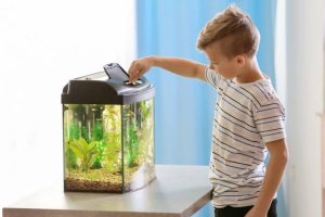 Best fish tanks for beginners