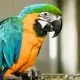 How to teach a bird to talk