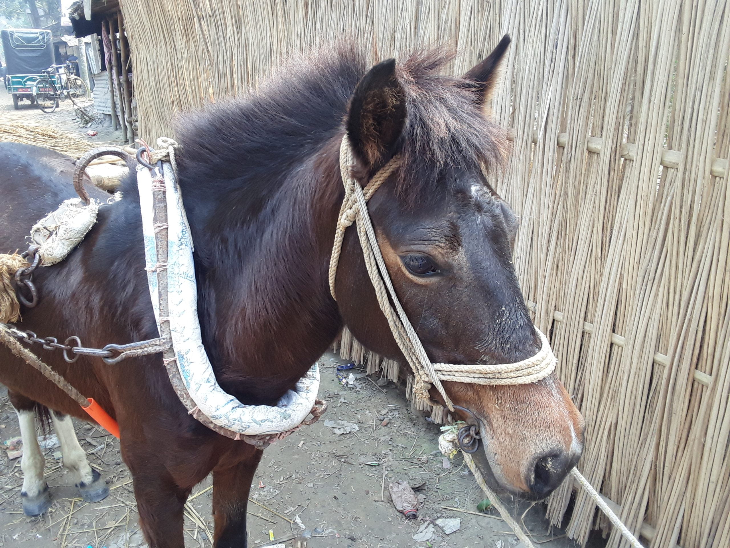 Beginner Horse Riding Lessons: A Comprehensive Guide to Start Your 