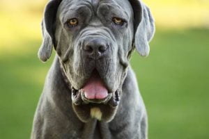 The Majestic and Powerful Bullmastiff: A Gentle Giant among Dogs