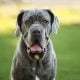 The Majestic and Powerful Bullmastiff: A Gentle Giant among Dogs