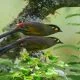 Rare birds