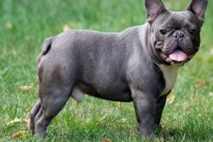 French Bulldog