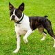 Boston terrier
