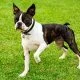 Boston terrier