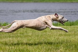 Low Maintenance Large Dog Breeds