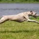 Low Maintenance Large Dog Breeds