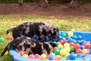 How to open a dog camp