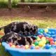 How to open a dog camp