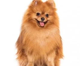 Pomeranian puppies