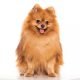 Pomeranian puppies