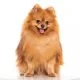 Pomeranian puppies