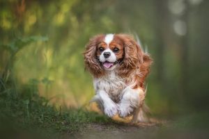 Cavalier King Charles Spaniel