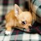 Best small dog breeds for apartments