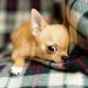 Best small dog breeds for apartments