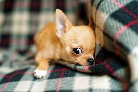 Best small dog breeds for apartments