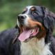 Bernese Mountain Dogs