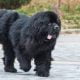 The Newfoundland Dog