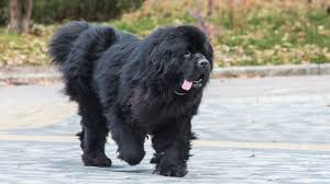 The Newfoundland Dog