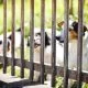 How to make a fence for my cute dog