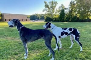 Great Danes