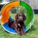 How to make a play ground for dogs