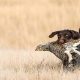 How to train a hunting dog easily