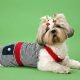 How to dress up your cute dog