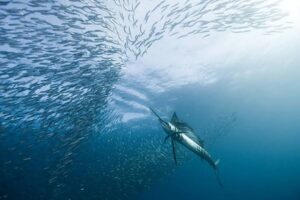 Fastest Animals in Water