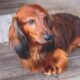 Why Dachshunds Are The Worst Breed