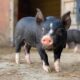 Berkshire pigs