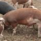 Best Pig Breeds for Beginners